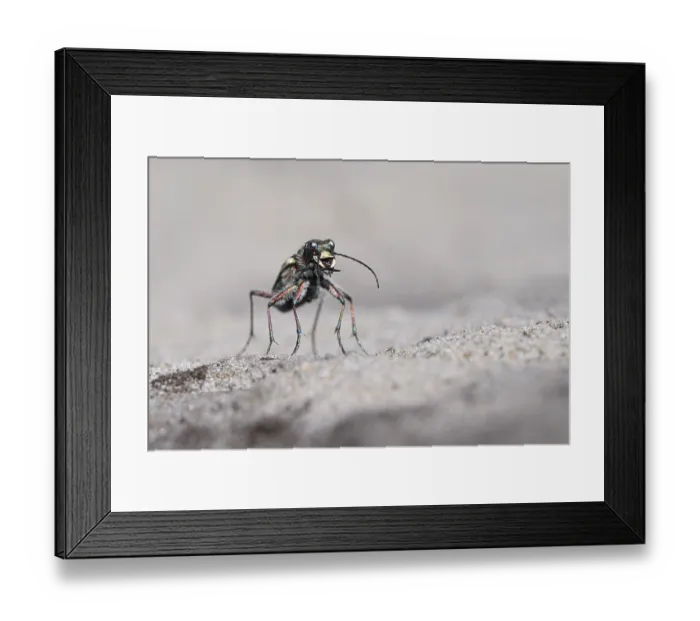 Framed Print : Dune Sand Beetle, northern dune tiger beetle (Cicindela hybrida) Framed Print : Dune Sand Beetle, northern dune tiger beetle (Cicindela hybrida)