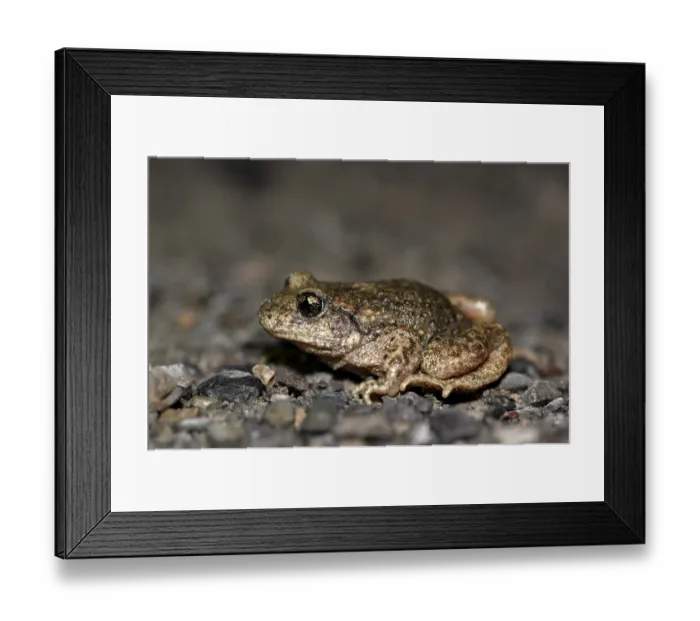 Framed Print : Common midwife toad (Alytes obstetricans)