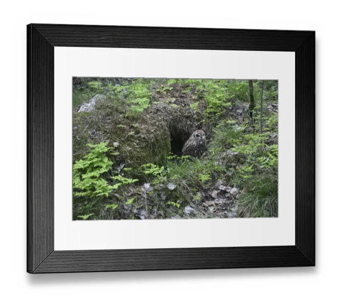 Framed Print : Short-eared Owl (Asio flammeus) in front of its nesting cave Framed Print : Short-eared Owl (Asio flammeus) in front of its nesting cave