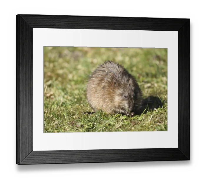 Framed Print : Muskrat (Ondatra zibethicus) eating grass in a meadow