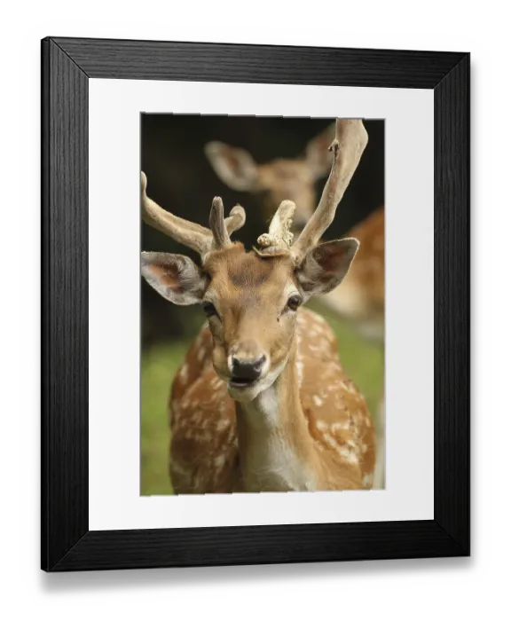 Framed Print : Fallow deer (Dama dama), so-called double-headed deer Framed Print : Fallow deer (Dama dama), so-called double-headed deer