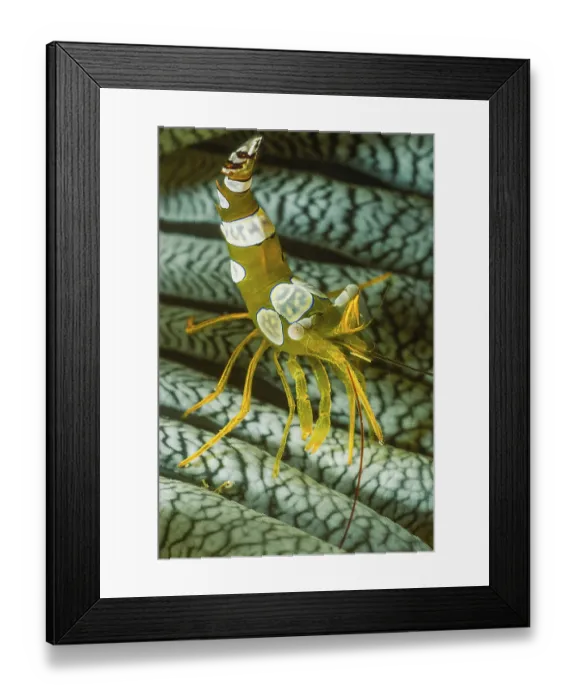 Framed Print : Squat shrimp (Thor amboinensis) Framed Print : Squat shrimp (Thor amboinensis)