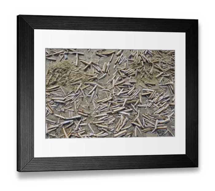 Framed Print : Scallop (Ensis ensis) on the beach
