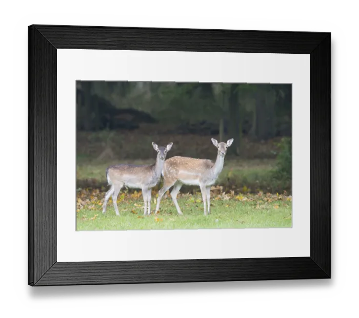 Framed Print : Fallow deer (Dama dama), Lower Saxony