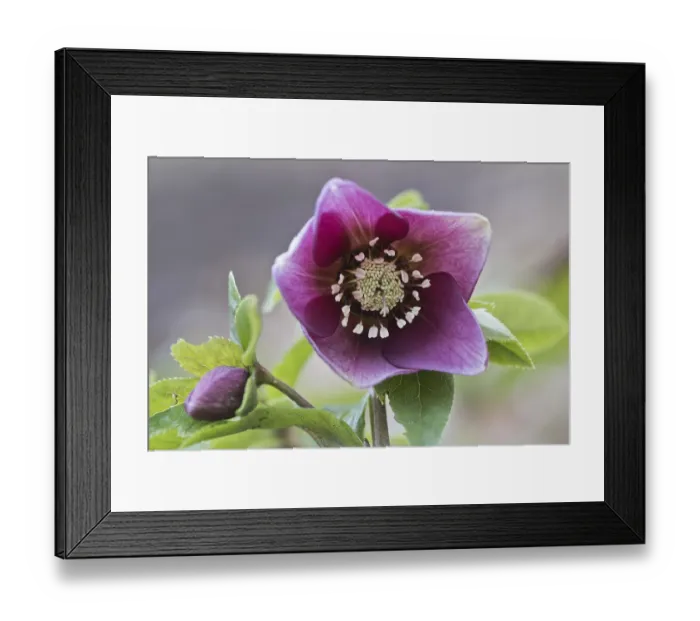 Framed Print : Lenzrose (Helleborus orientalis hybrid)