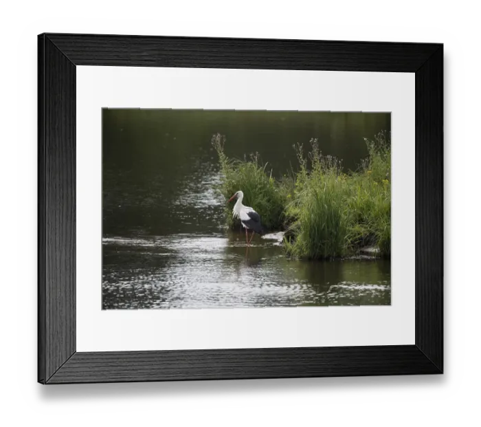 Framed Print : White stork (Ciconia ciconia), Emsland Framed Print : White stork (Ciconia ciconia), Emsland