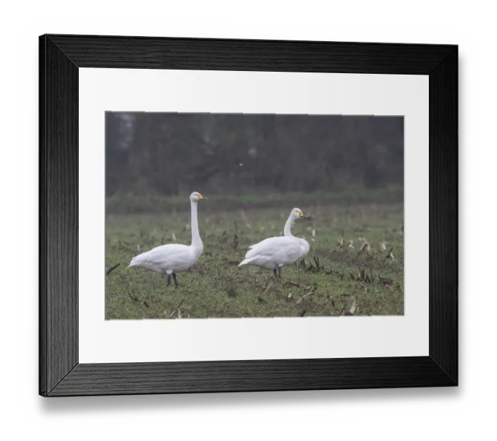 Framed Print : Whooper swans (Cygnus cygnus), Emsland