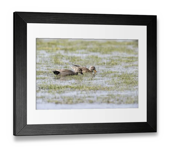 Framed Print : Gadwall (Mareca streptera), Lower Saxony Framed Print : Gadwall (Mareca streptera), Lower Saxony
