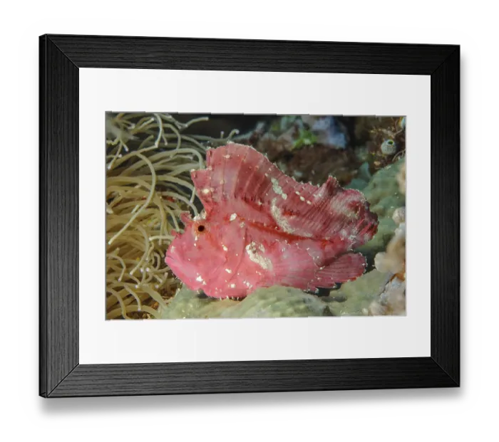 Framed Print : Wobbegong fish (Taenianotus Triacanthus) Framed Print : Wobbegong fish (Taenianotus Triacanthus)