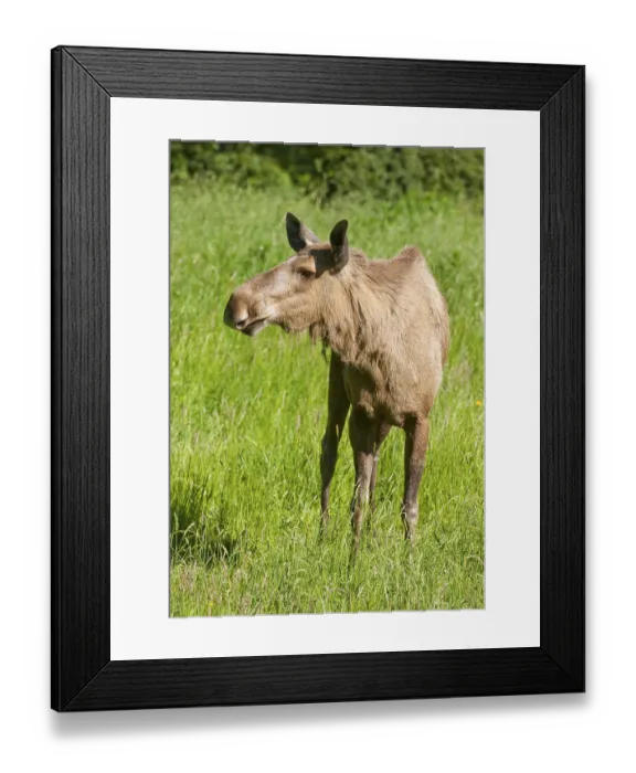 Framed Print : Eurasian Elk (Alces alces), cow elk Framed Print : Eurasian Elk (Alces alces), cow elk