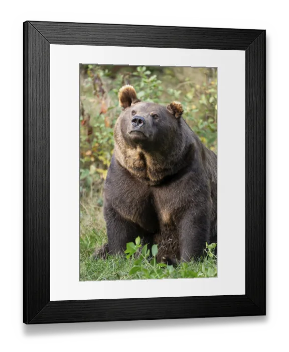 Framed Print : Brown bear (Ursus arctos) sitting on a forest meadow Framed Print : Brown bear (Ursus arctos) sitting on a forest meadow