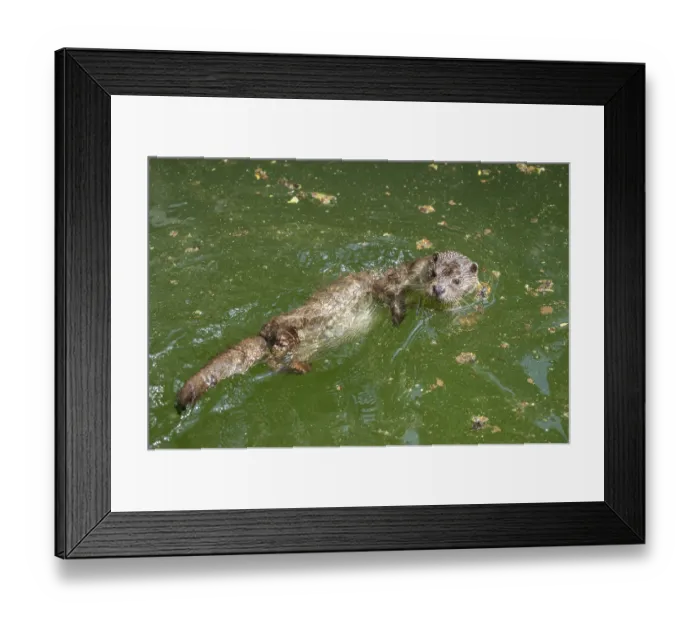 Framed Print : European otter (Lutra lutra) swimming in the water on its back