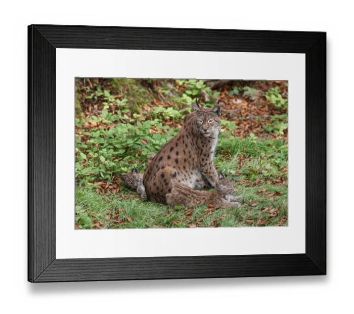 Framed Print : Eurasian lynx (Lynx lynx) female Framed Print : Eurasian lynx (Lynx lynx) female