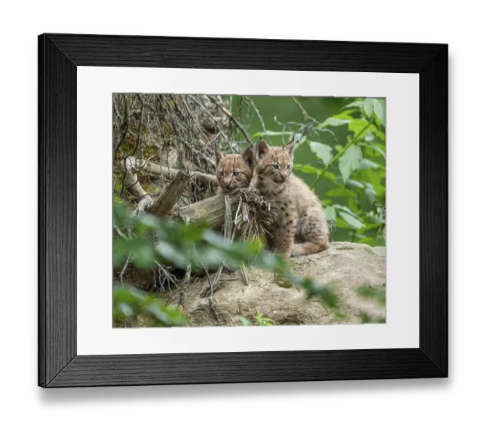 Framed Print : Eurasian lynx (Lynx lynx), two cubs Framed Print : Eurasian lynx (Lynx lynx), two cubs