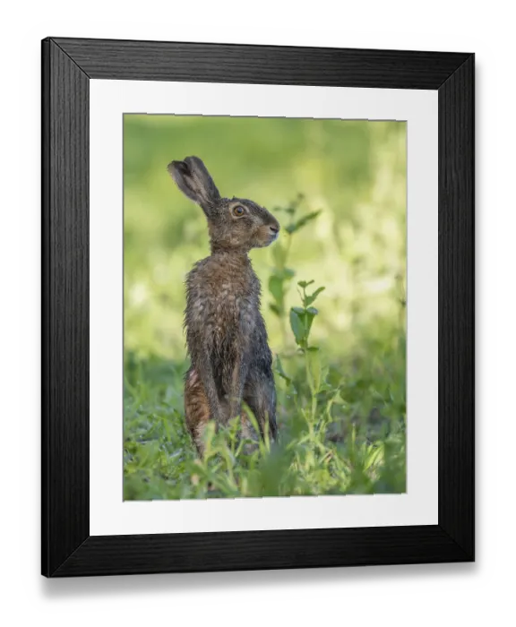 Framed Print : European hare (Lepus europaeus) with wet fur standing in a field