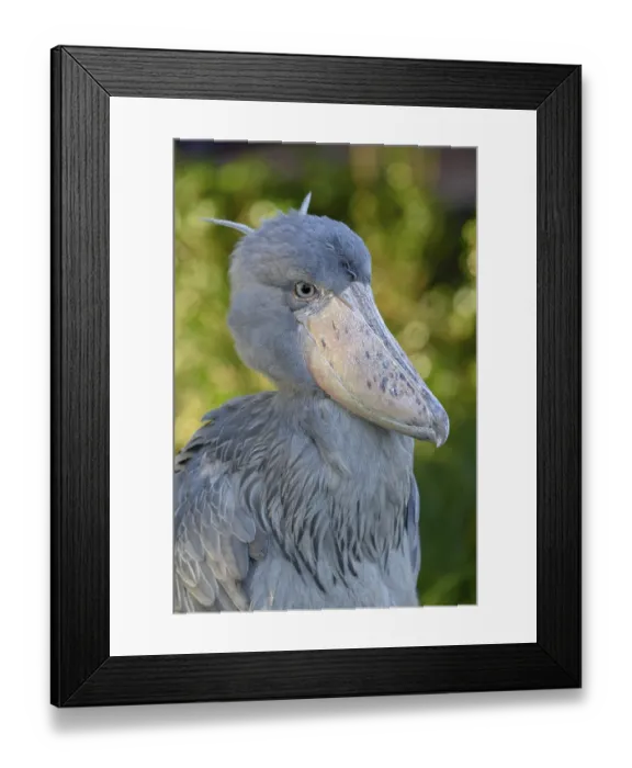 Framed Print : Shoebill (Balaeniceps rex), Occurrence in Africa