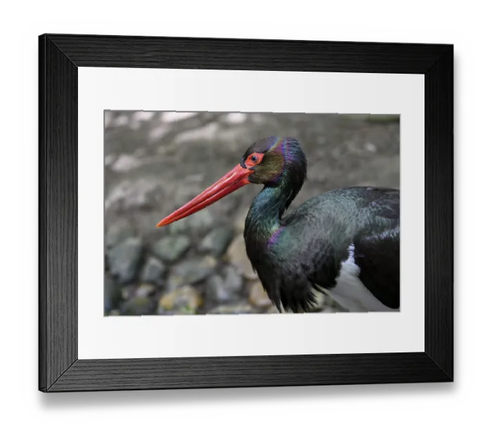 Framed Print : Black stork (Ciconia nigra), animal portrait