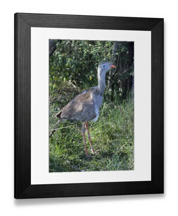 Framed Print : Red-legged seriema (Cariama cristata) in the breeding station of the Conservation Land Trust at the Estancia El Socorro