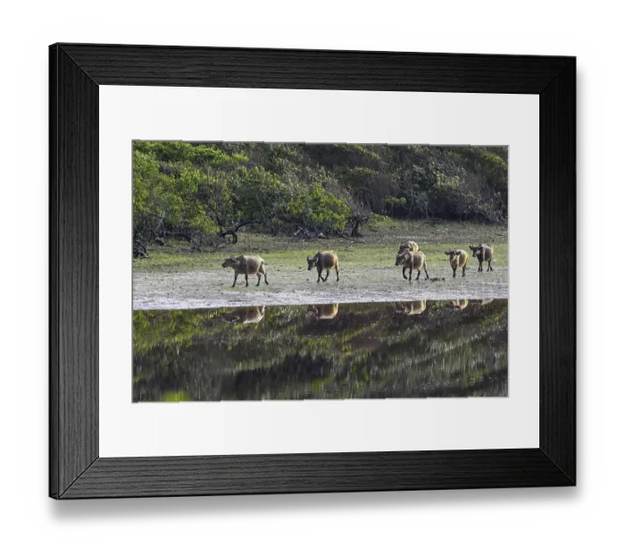 Framed Print : Red buffalo or forest buffalo (Syncerus nanus) by a river Framed Print : Red buffalo or forest buffalo (Syncerus nanus) by a river
