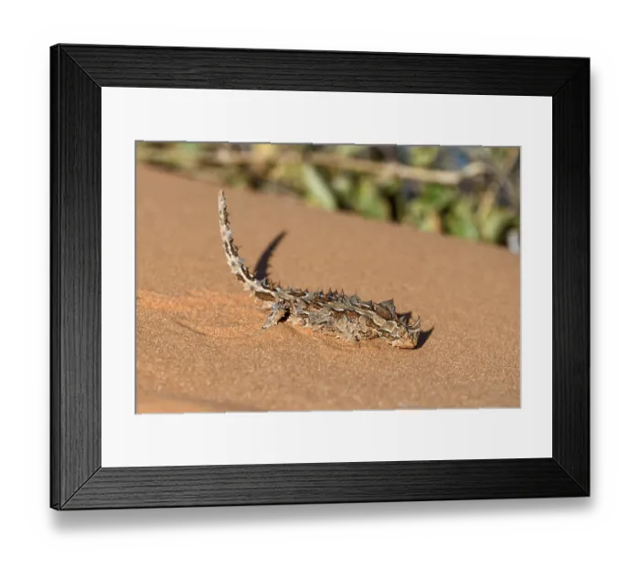 Framed Print : Thorny devil (Moloch horridus)