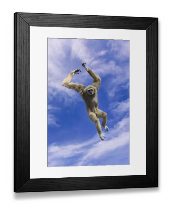Framed Print : Jumping lar gibbon or white-handed gibbon (Hylobates lar) Framed Print : Jumping lar gibbon or white-handed gibbon (Hylobates lar)