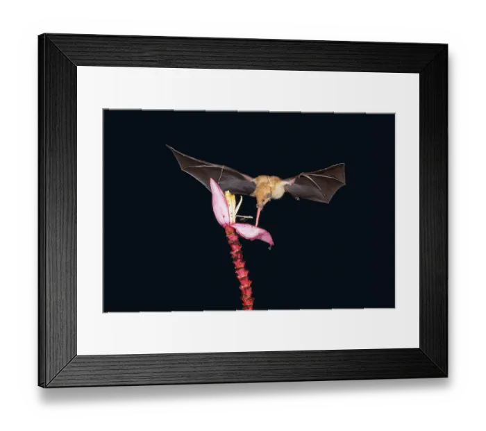 Framed Print : Orange nectar bat (Lonchophylla robusta)