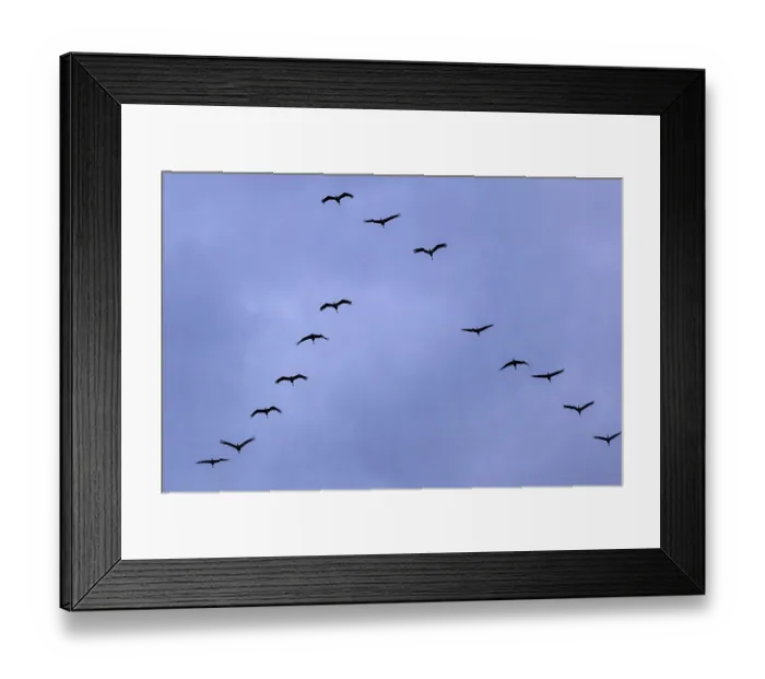 Framed Print : Common cranes (Grus grus) in formation flight