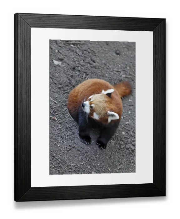 Framed Print : Red Panda (Ailurus fulgens), Schoenbrunn Zoo