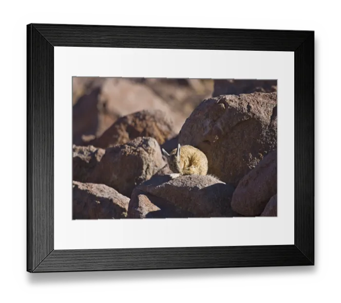 Framed Print : Southern Viscacha (Lagidium viscacia)