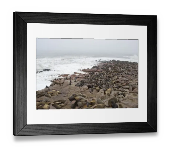 Framed Print : Brown Fur Seals (Arctocephalus pusillus)