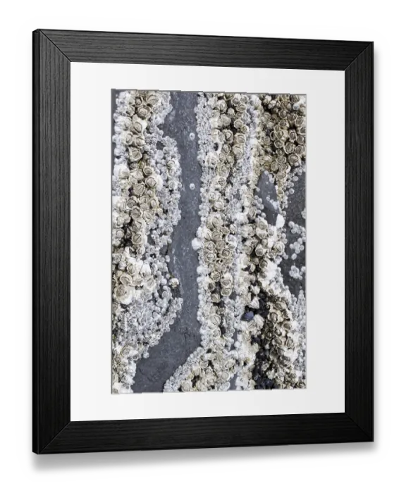 Framed Print : Barnacles (Balanidae), Hellnar Framed Print : Barnacles (Balanidae), Hellnar