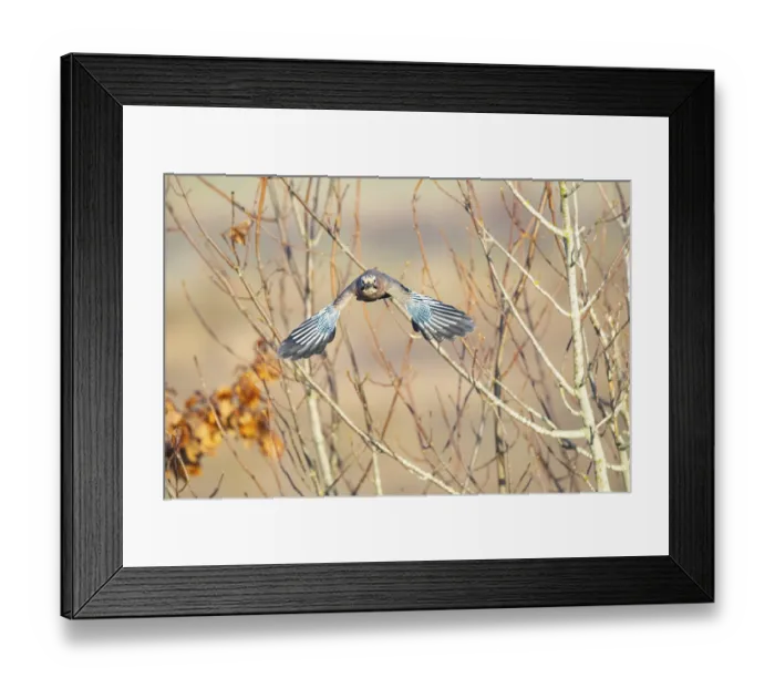 Framed Print : Eurasian jay  / Garrulus glandarius) Germany