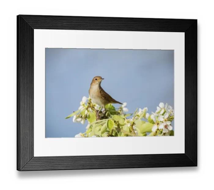 Framed Print : Nightingale (Luscinia megarhynchos) Germany Framed Print : Nightingale (Luscinia megarhynchos) Germany