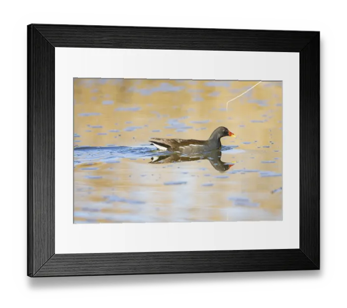 Framed Print : Moorhen (Gallinula chloropus) ml Germany Framed Print : Moorhen (Gallinula chloropus) ml Germany