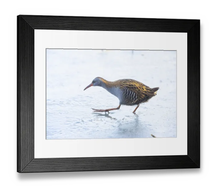 Framed Print : Water rail (Rallus aquaticus) Germany Framed Print : Water rail (Rallus aquaticus) Germany