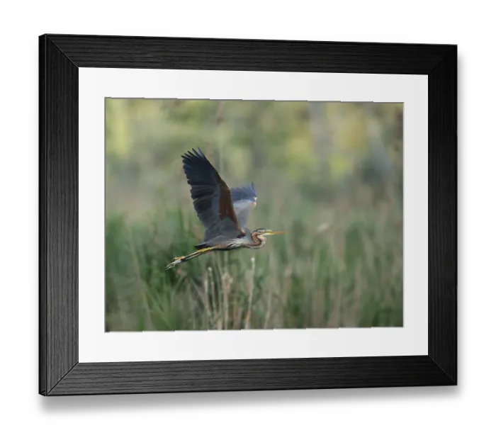 Framed Print : Purple Heron (Ardea purpurea), Wagbachniederung nature reserve