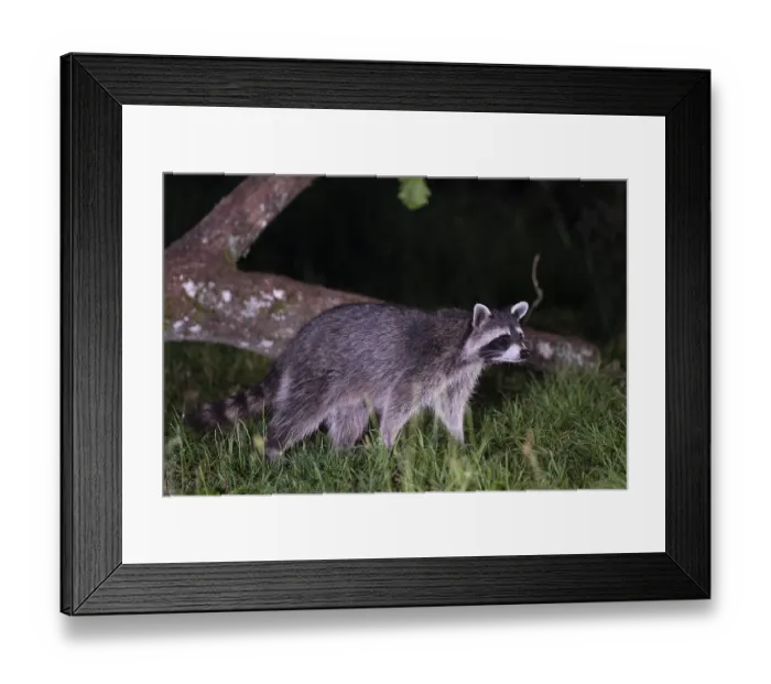 Framed Print : Raccoon (Procyon lotor), Rhineland-Palatinate