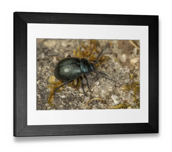 Framed Print : Trypocopris vernalis (Geotrupes vernalis) on a wall Framed Print : Trypocopris vernalis (Geotrupes vernalis) on a wall
