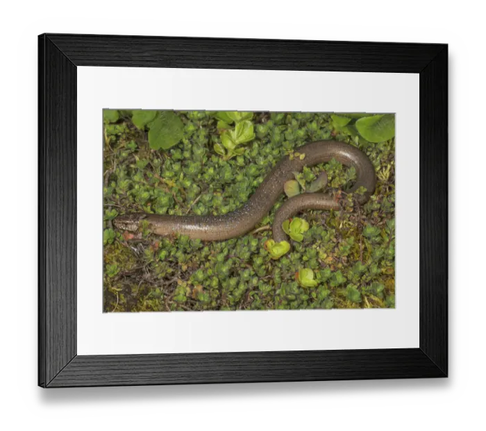 Framed Print : Brown slow worm (Anguis fragilis) lying in a moss- and plant-covered environment Framed Print : Brown slow worm (Anguis fragilis) lying in a moss- and plant-covered environment