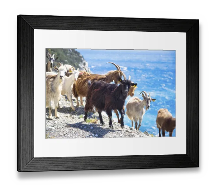 Framed Print : Corsican goats at Cap Corse, Haute-Corse Framed Print : Corsican goats at Cap Corse, Haute-Corse