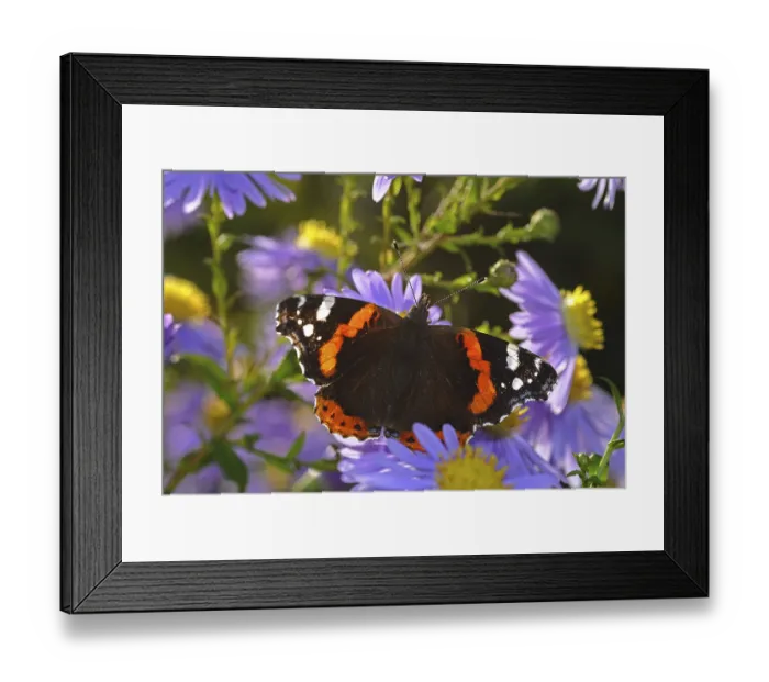 Framed Print : Red Admiral butterfly (Vanessa atalanta) on China Aster (Callistephus chinensis) Framed Print : Red Admiral butterfly (Vanessa atalanta) on China Aster (Callistephus chinensis)
