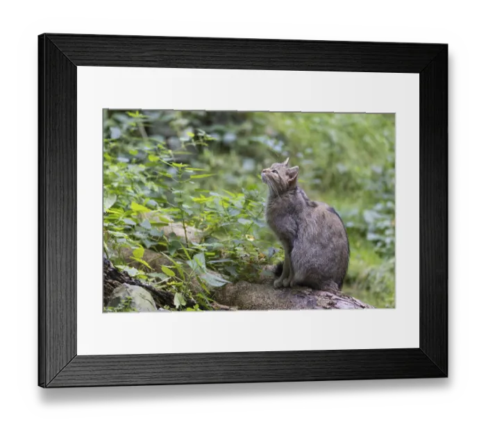 Framed Print : Wildcat (Felis silvestris), Germany, Europe Framed Print : Wildcat (Felis silvestris), Germany, Europe