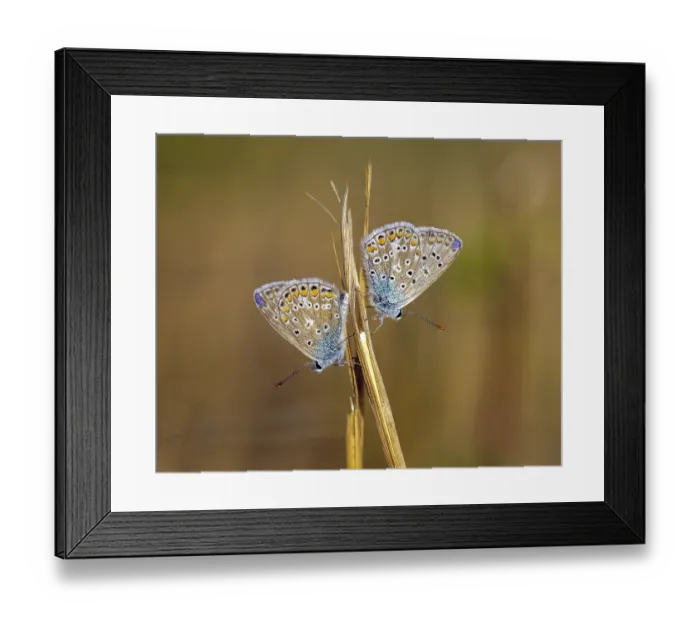 Framed Print : Common blue butterfly (Polyommatus icarus)
