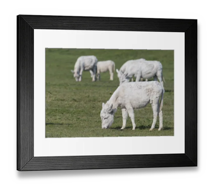 Framed Print : Austria-Hungarian white donkey (Equus asinus asinus)