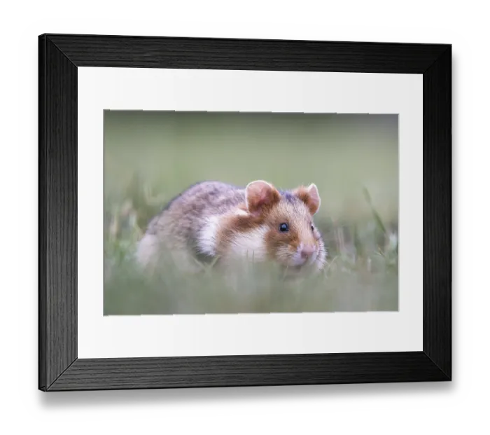 Framed Print : European hamster (Cricetus cricetus) in a meadow Framed Print : European hamster (Cricetus cricetus) in a meadow