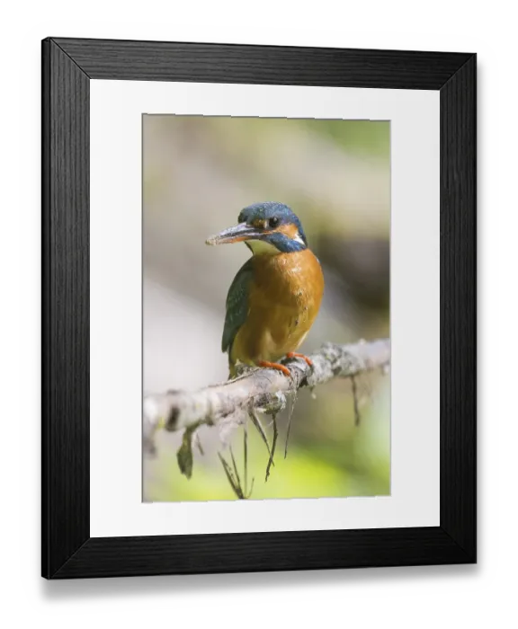Framed Print : Common kingfisher (Alcedo atthis) female sitting on a branch