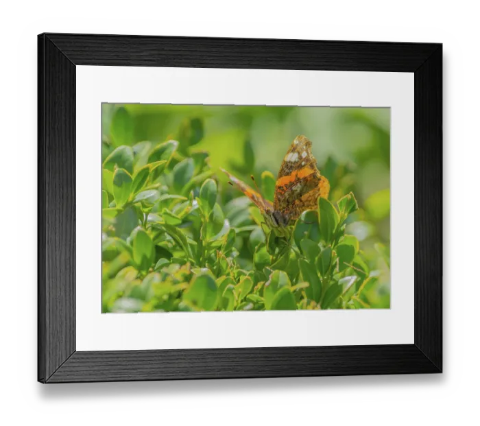 Framed Print : Admiral (Vanessa atalenta), Nature photograph