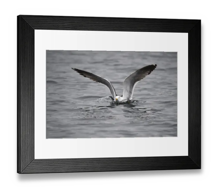 Framed Print : Great black-backed gull (Larus marinus) in the water Framed Print : Great black-backed gull (Larus marinus) in the water