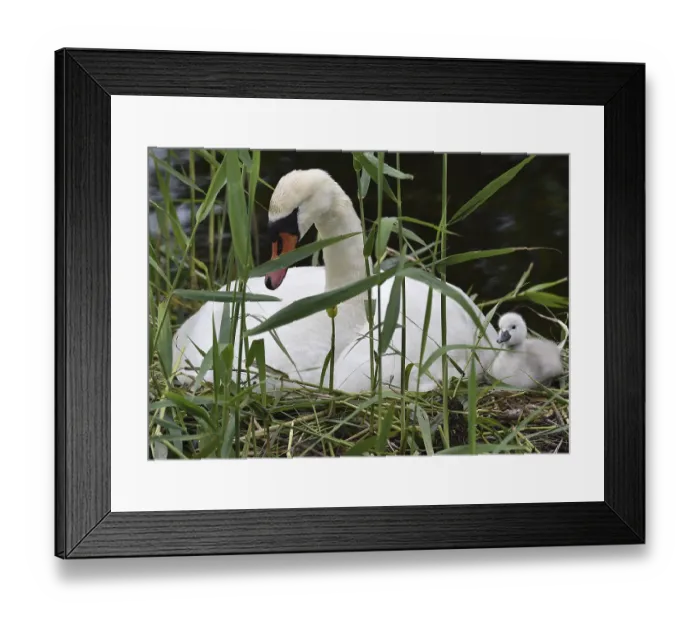 Framed Print : Mute swan (Cygnus olor) offspring