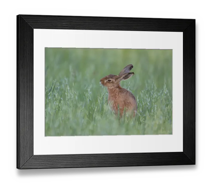Framed Print : European brown hare (Lepus europaeus) adult feeding in a farmland oat field